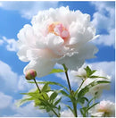 🔥Peônias da Rainha: Floresça seu Jardim🌺+ [BRINDE ESPECIAL]