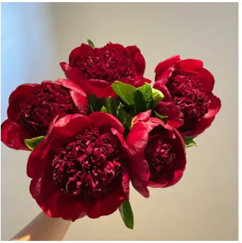 🔥Peônias da Rainha: Floresça seu Jardim🌺+ [BRINDE ESPECIAL]