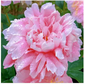 🔥Peônias da Rainha: Floresça seu Jardim🌺+ [BRINDE ESPECIAL]