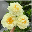 🔥Peônias da Rainha: Floresça seu Jardim🌺+ [BRINDE ESPECIAL]